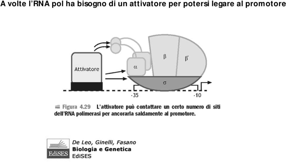 attivatore per