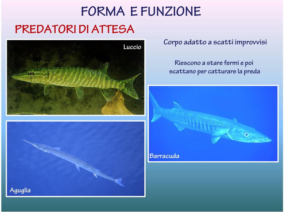 improvvisi Riescono a stare fermi e