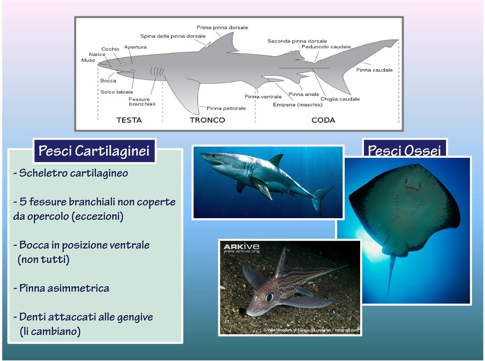 Si dividono a loro volta in : Pesci Cartilaginei - Scheletro cartilagineo Pesci Ossei