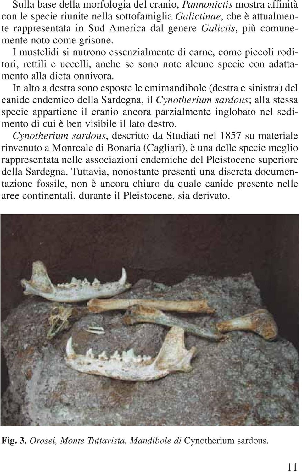 In alto a destra sono esposte le emimandibole (destra e sinistra) del canide endemico della Sardegna, il Cynotherium sardous; alla stessa specie appartiene il cranio ancora parzialmente inglobato nel