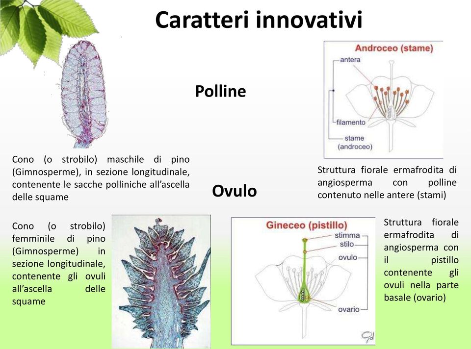 contenente gli ovuli all ascella delle squame Ovulo Struttura fiorale ermafrodita di angiosperma con polline contenuto