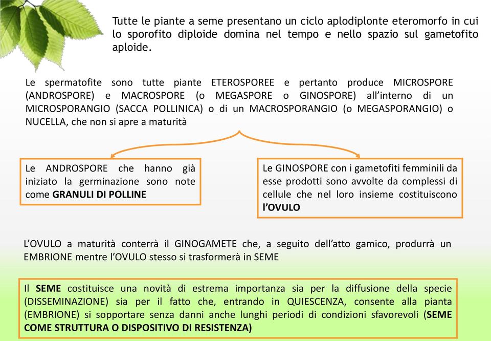 MACROSPORANGIO (o MEGASPORANGIO) o NUCELLA, che non si apre a maturità Le ANDROSPORE che hanno già iniziato la germinazione sono note come GRANULI DI POLLINE Le GINOSPORE con i gametofiti femminili