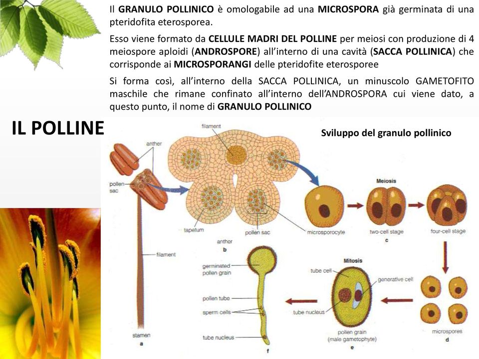 (SACCA POLLINICA) che corrisponde ai MICROSPORANGI delle pteridofite eterosporee Si forma così, all interno della SACCA POLLINICA, un