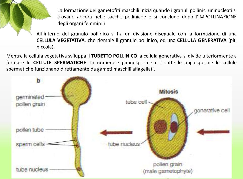 il granulo pollinico, ed una CELLULA GENERATIVA (più piccola).