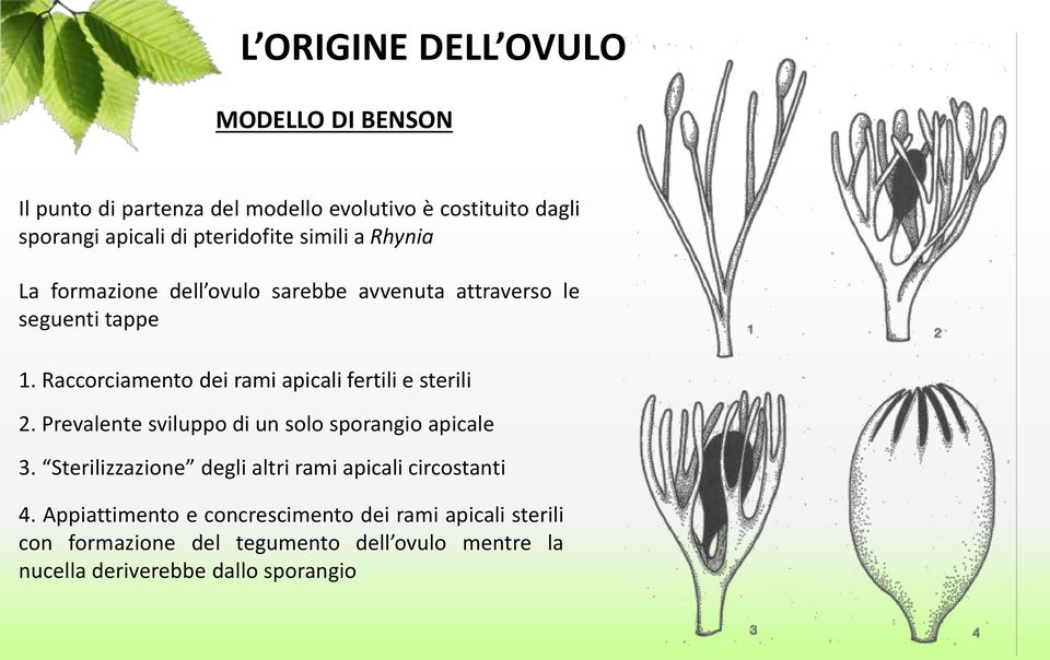 Raccorciamento dei rami apicali fertili e sterili 2. Prevalente sviluppo di un solo sporangio apicale 3.