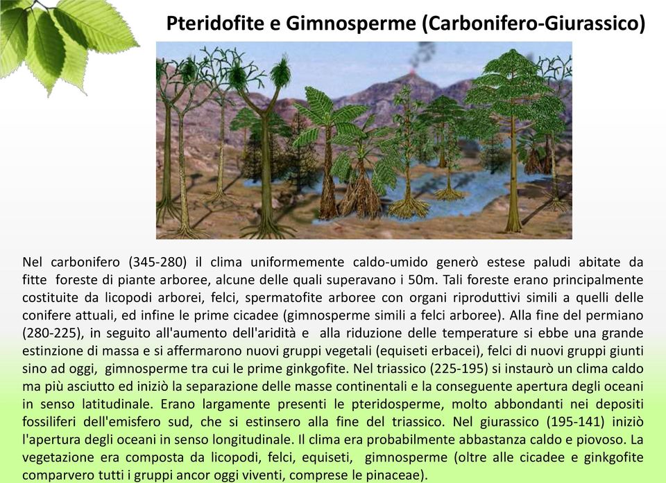 Tali foreste erano principalmente costituite da licopodi arborei, felci, spermatofite arboree con organi riproduttivi simili a quelli delle conifere attuali, ed infine le prime cicadee (gimnosperme