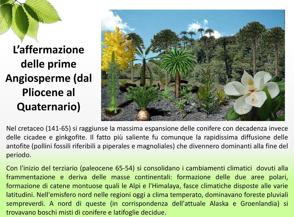 Con l'inizio del terziario (paleocene 65-54) si consolidano i cambiamenti climatici dovuti alla frammentazione e deriva delle masse continentali: formazione delle due aree polari, formazione di