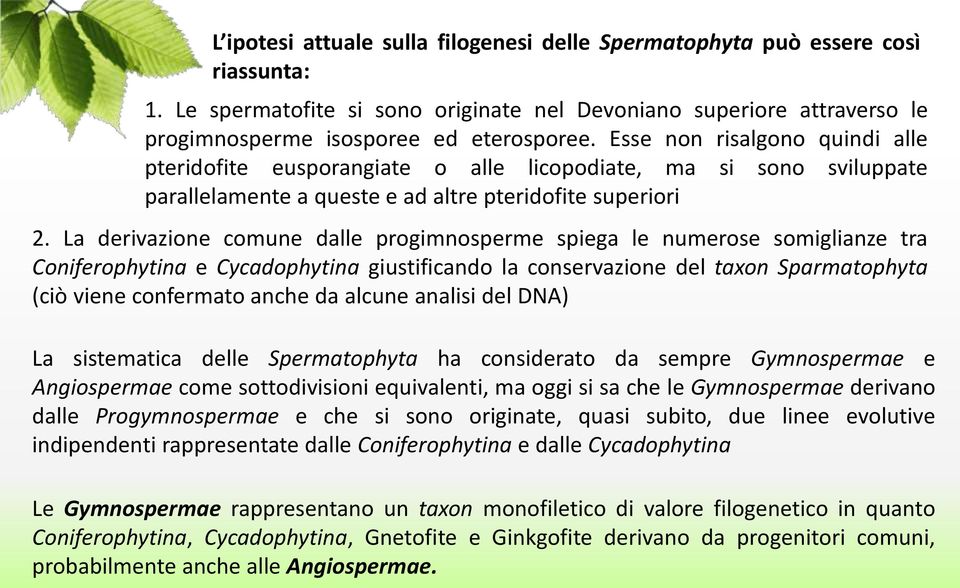 La derivazione comune dalle progimnosperme spiega le numerose somiglianze tra Coniferophytina e Cycadophytina giustificando la conservazione del taxon Sparmatophyta (ciò viene confermato anche da