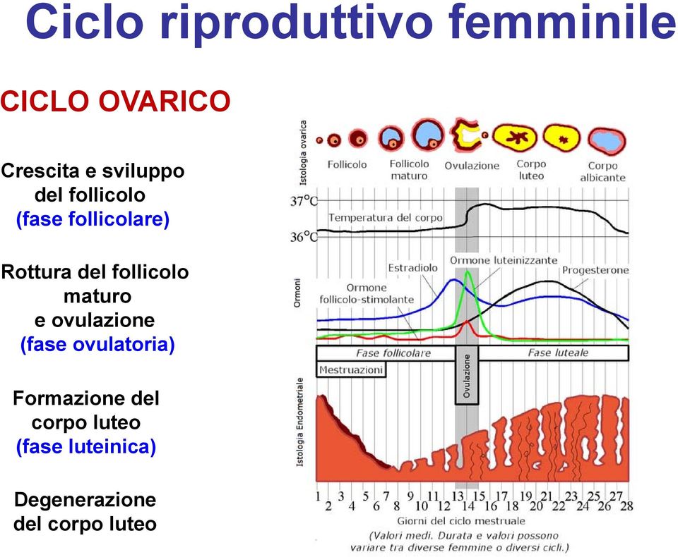 follicolo maturo e ovulazione (fase ovulatoria)