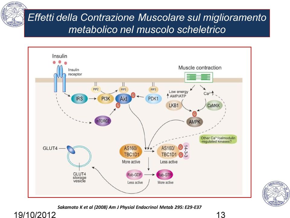 Am J Physiol Endocrinol Metab 295: E29-E37 19/10/2012