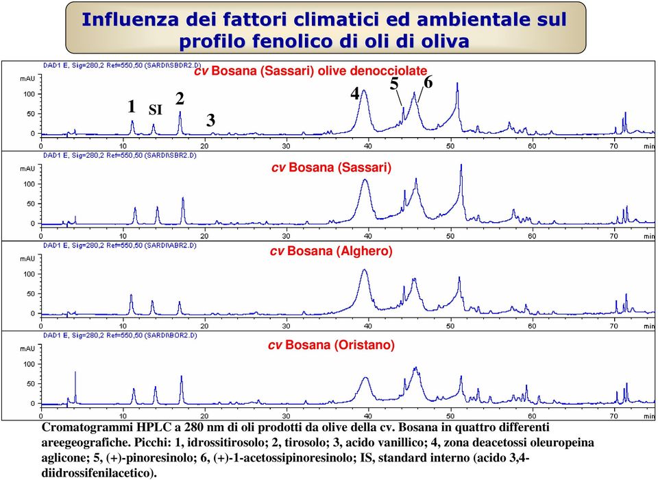 cv. Bosana in quattro differenti areegeografiche.