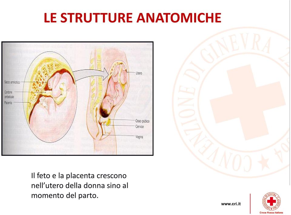 crescono nell utero della