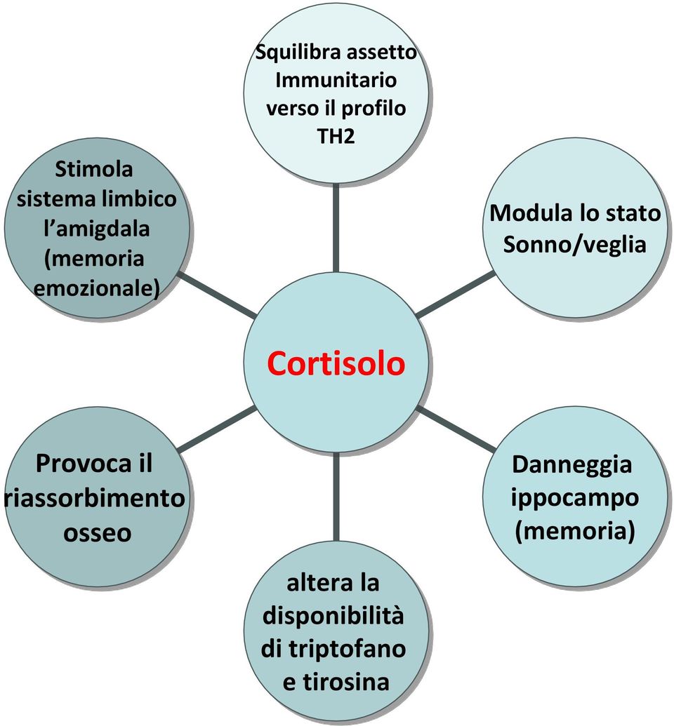 Modula lo stato Sonno/veglia Provoca il riassorbimento osseo