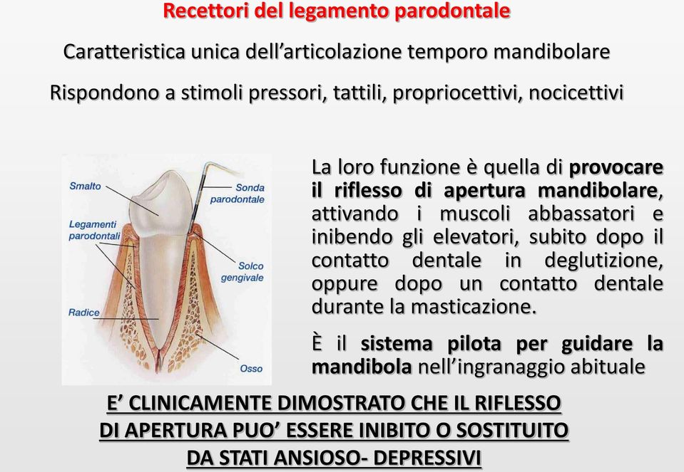 gli elevatori, subito dopo il contatto dentale in deglutizione, oppure dopo un contatto dentale durante la masticazione.