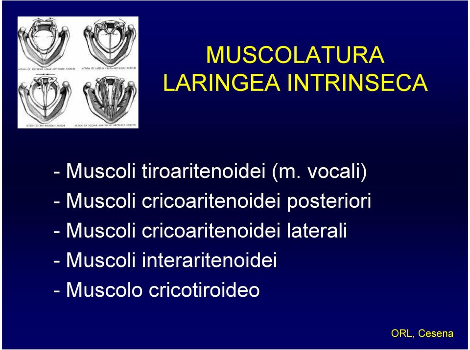 vocali) - Muscoli cricoaritenoidei posteriori -