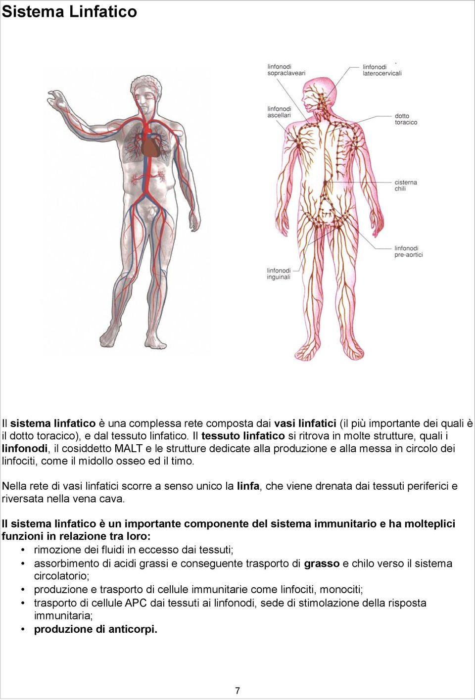 timo. Nella rete di vasi linfatici scorre a senso unico la linfa, che viene drenata dai tessuti periferici e riversata nella vena cava.