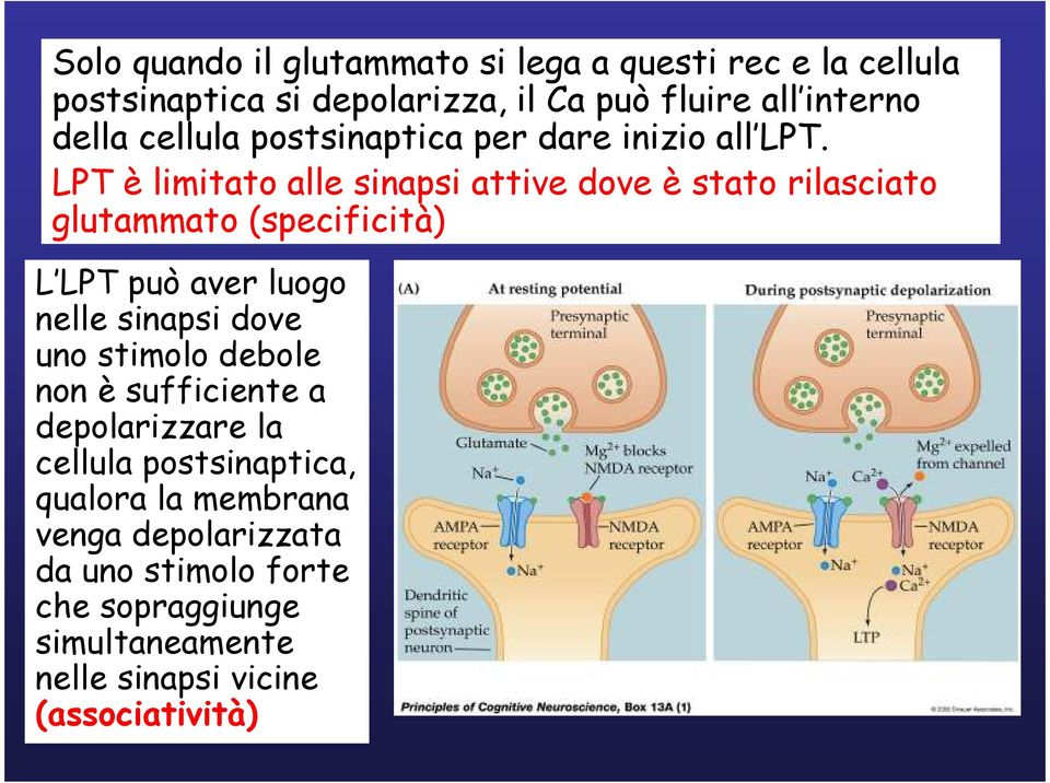 LPT è limitato alle sinapsi attive dove è stato rilasciato glutammato (specificità) L LPT può aver luogo nelle sinapsi dove