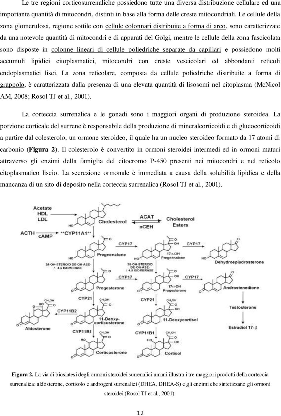 cellule della zona fascicolata sono disposte in colonne lineari di cellule poliedriche separate da capillari e possiedono molti accumuli lipidici citoplasmatici, mitocondri con creste vescicolari ed