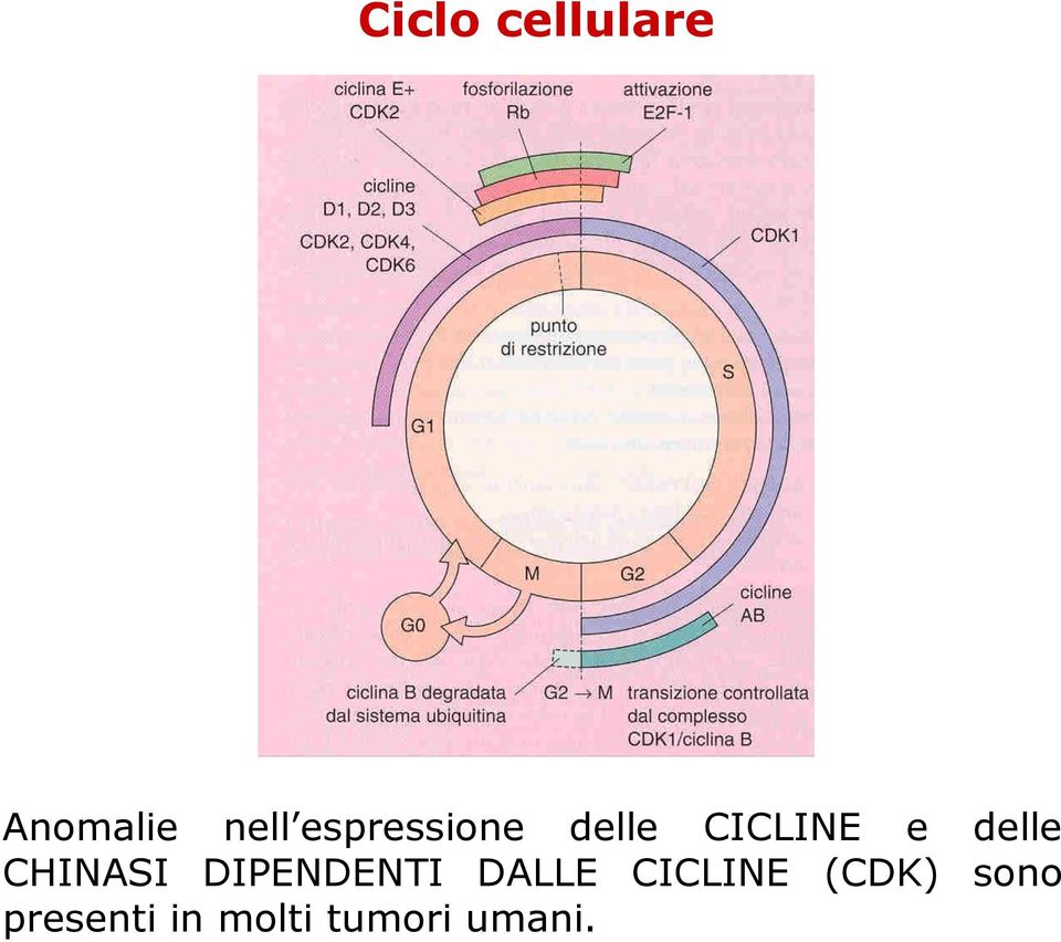 CHINASI DIPENDENTI DALLE CICLINE