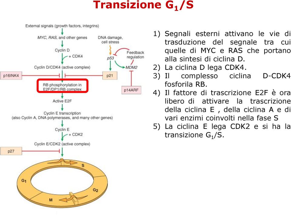 3) Il complesso ciclina D-CDK4 fosforila RB.