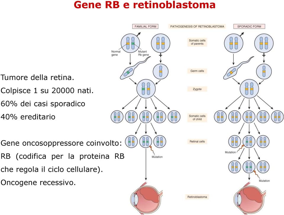 60% dei casi sporadico 40% ereditario Gene