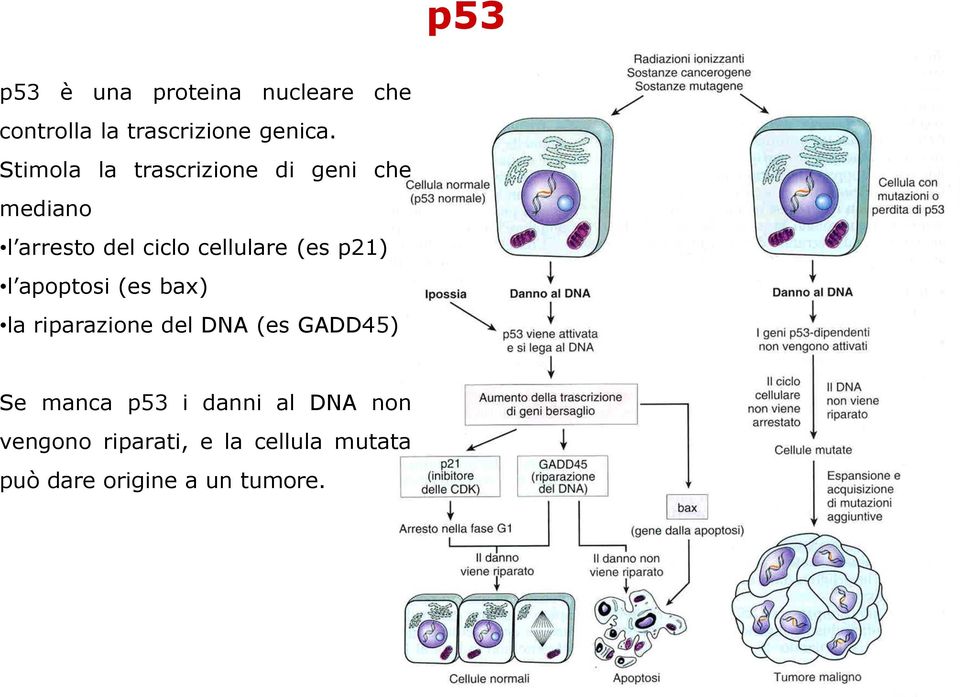 (es p21) l apoptosi (es bax) la riparazione del DNA (es GADD45) Se manca p53