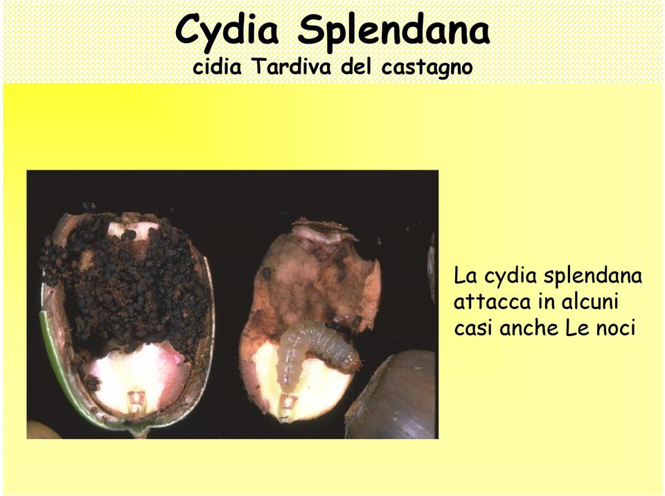 cydia splendana attacca