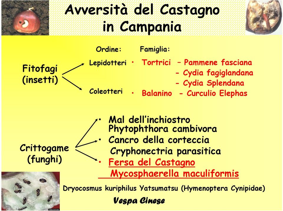 Mal dell inchiostro Phytophthora cambivora Cancro della corteccia Cryphonectria parasitica Fersa del