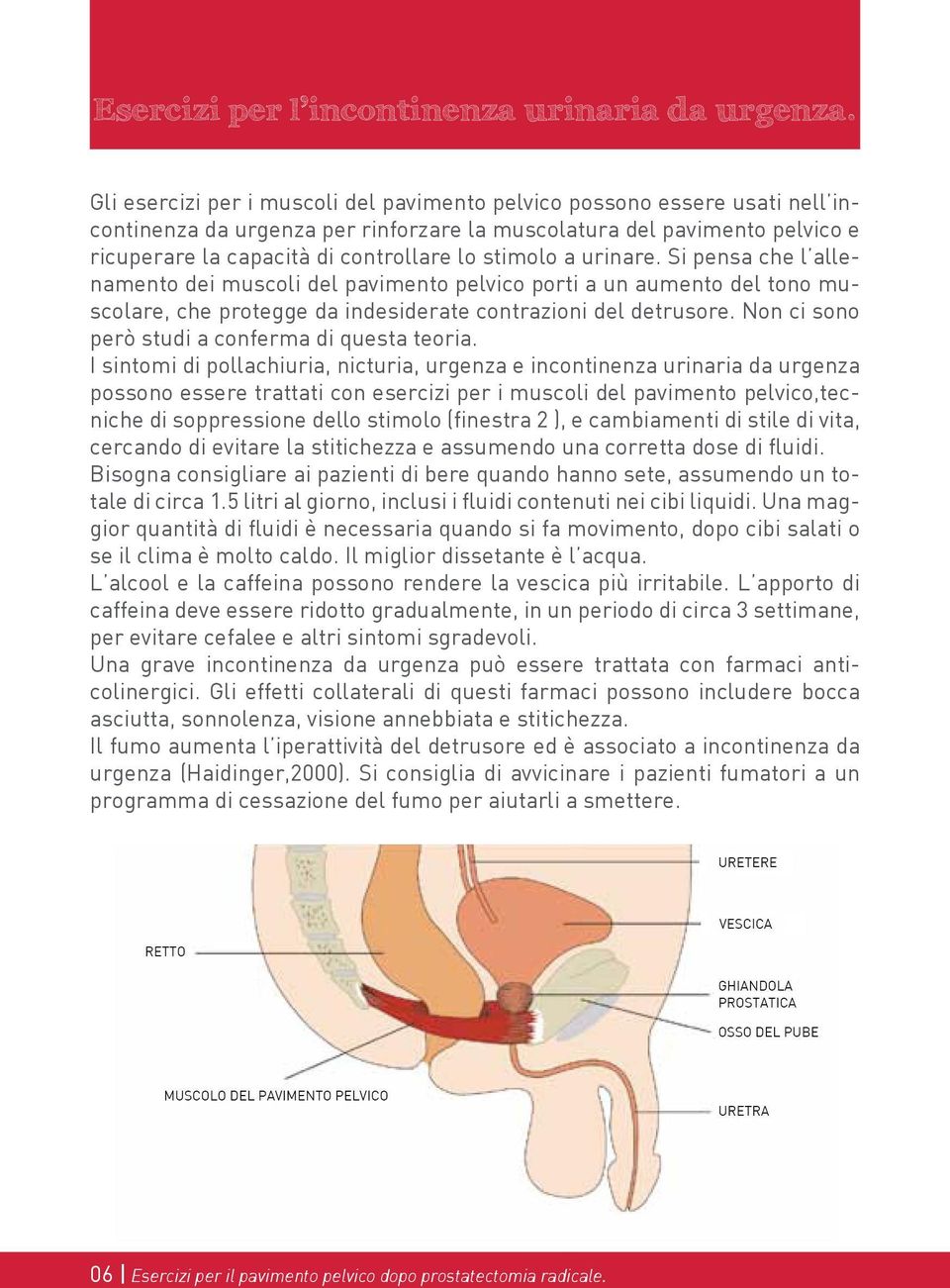 stimolo a urinare. Si pensa che l allenamento dei muscoli del pavimento pelvico porti a un aumento del tono muscolare, che protegge da indesiderate contrazioni del detrusore.