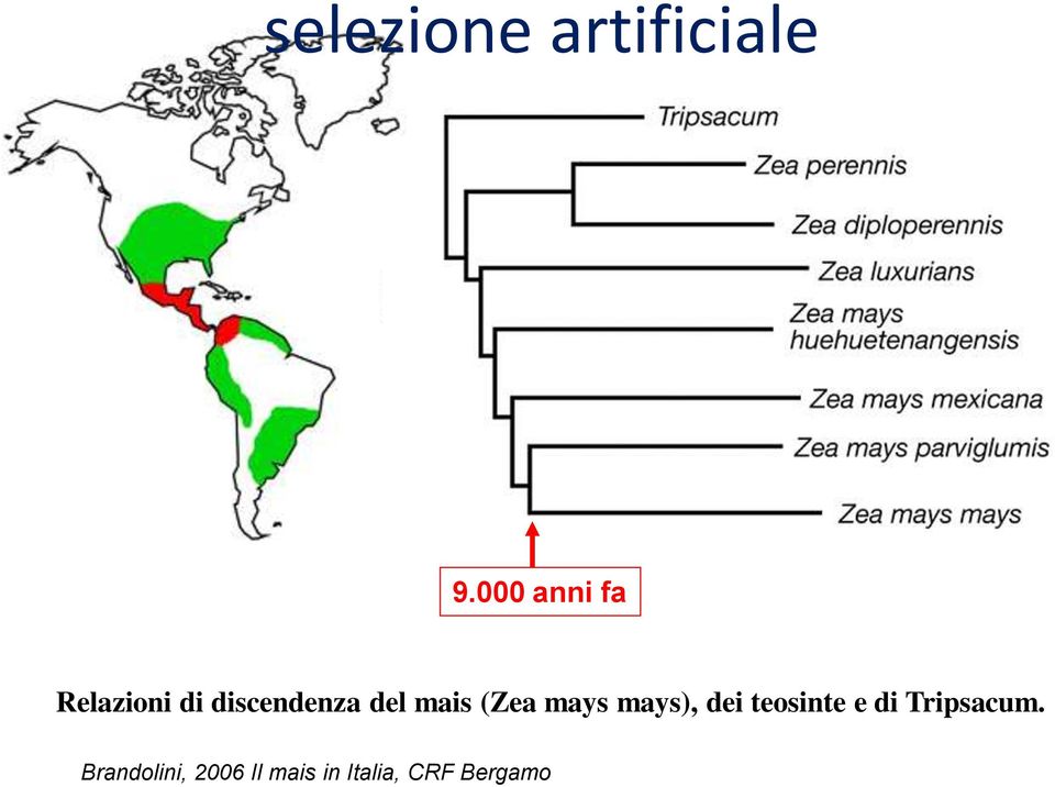 mais (Zea mays mays), dei teosinte e di