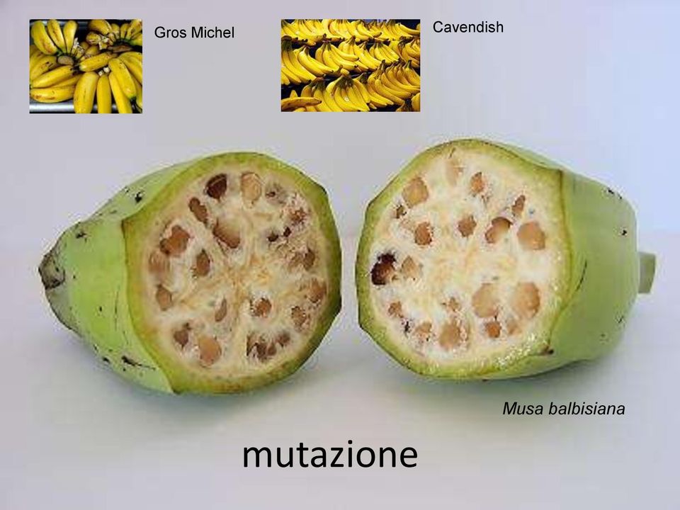 Musa