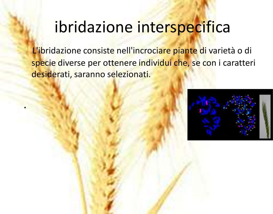 di specie diverse per ottenere individui che,