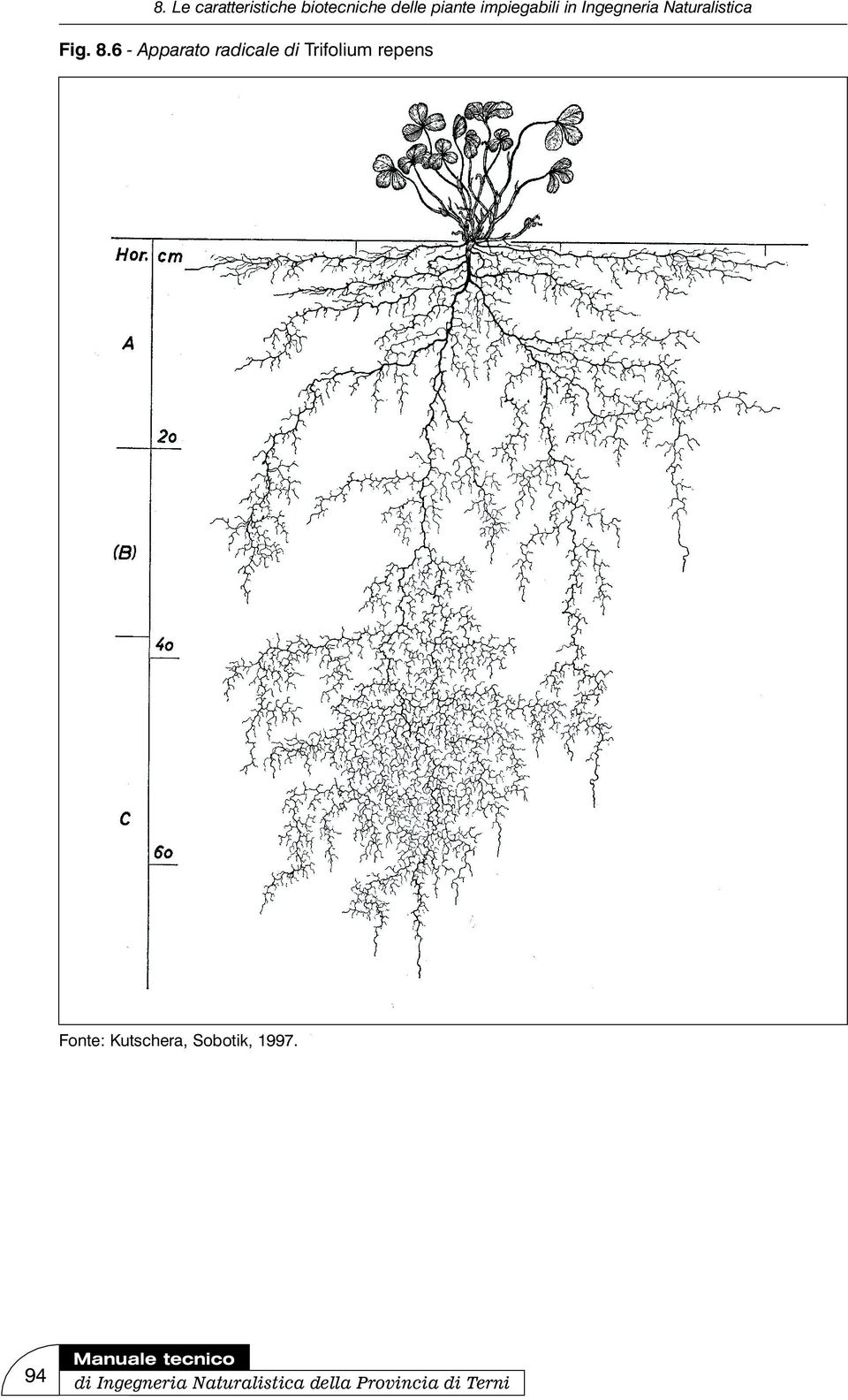 repens Fonte: Kutschera, Sobotik,