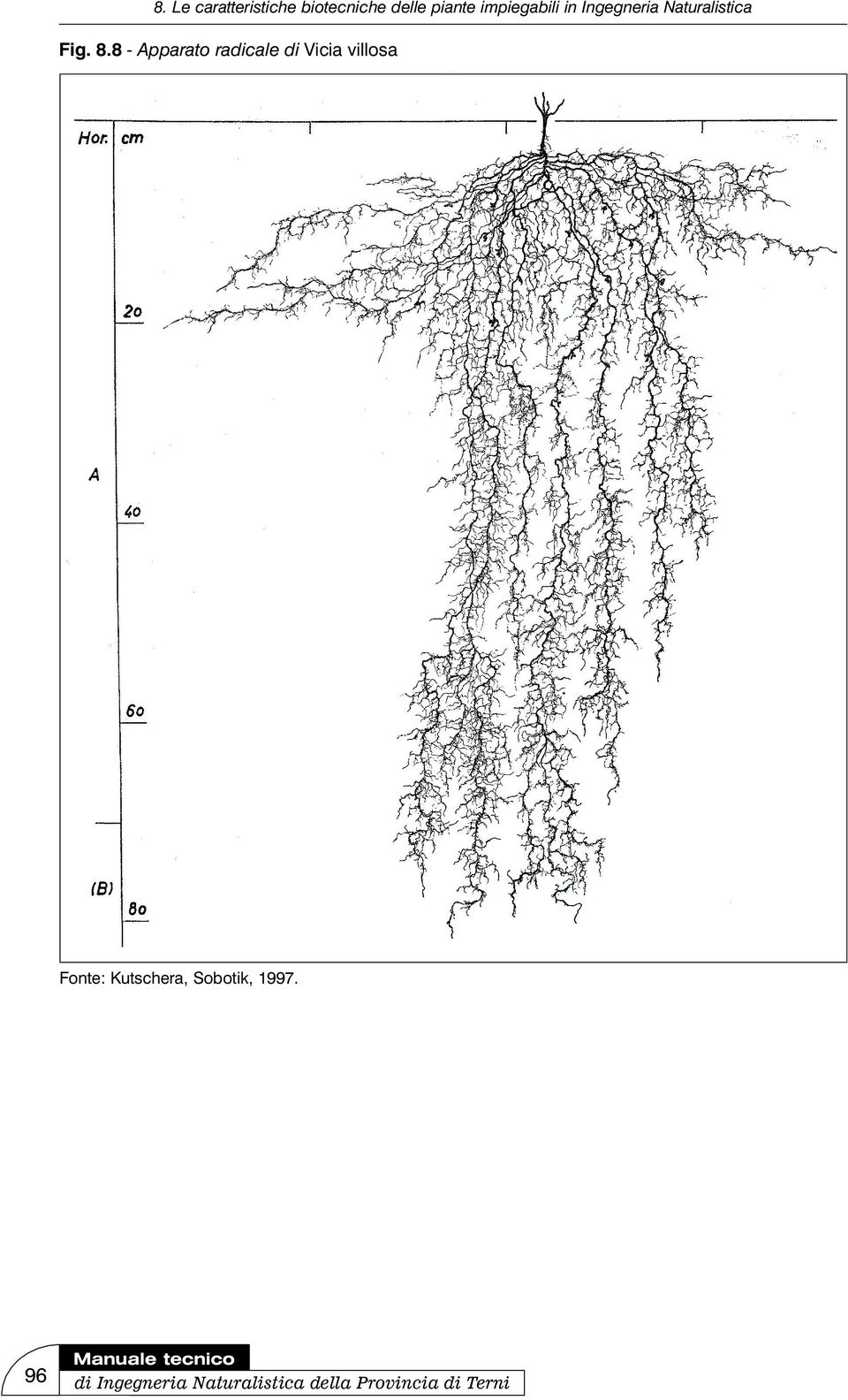 villosa Fonte: Kutschera,