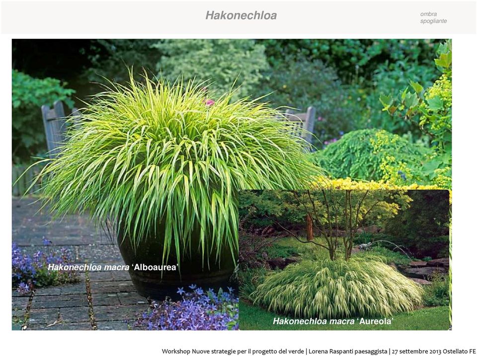 Hakonechloa macra