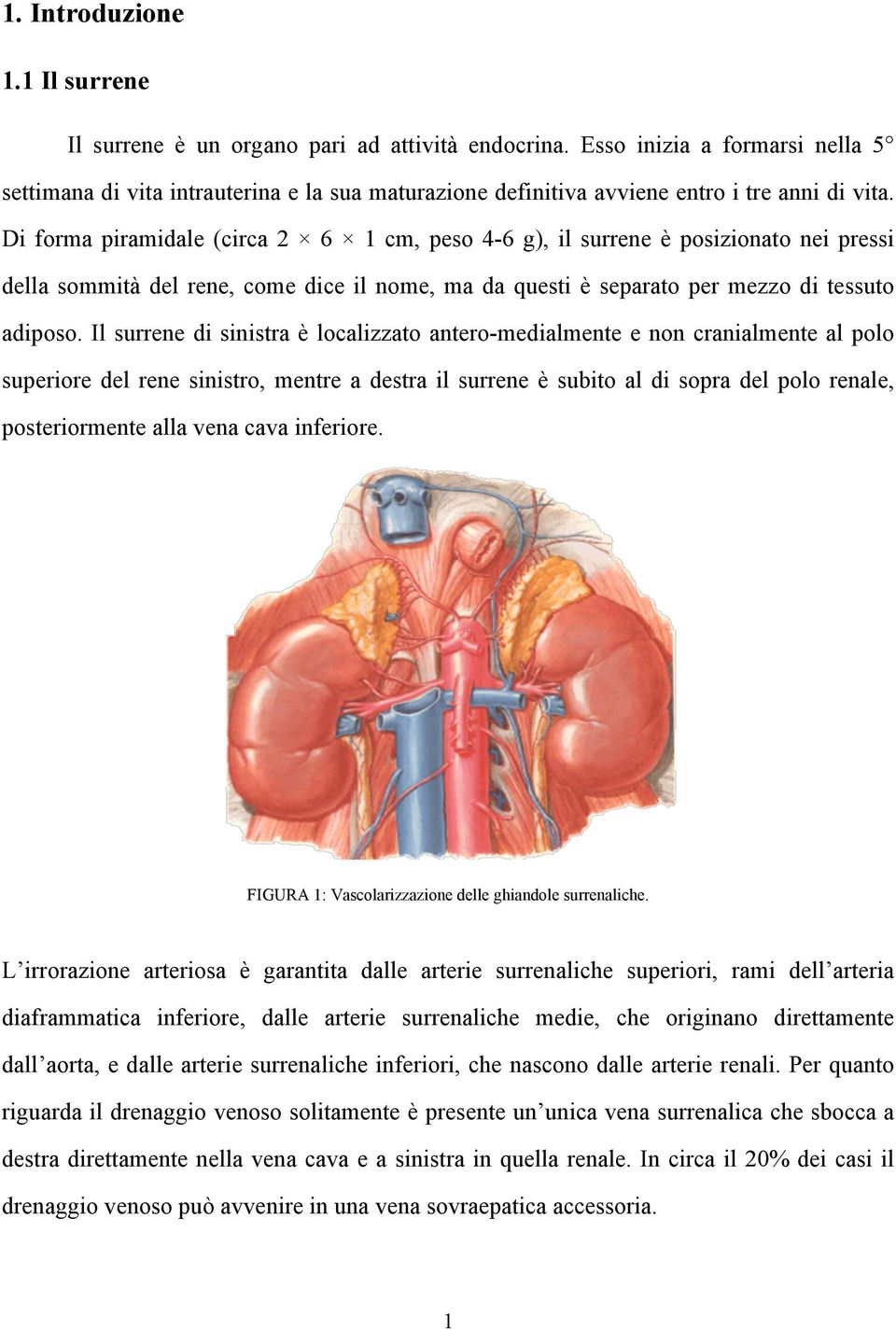 Di forma piramidale (circa 2 6 1 cm, peso 4-6 g), il surrene è posizionato nei pressi della sommità del rene, come dice il nome, ma da questi è separato per mezzo di tessuto adiposo.