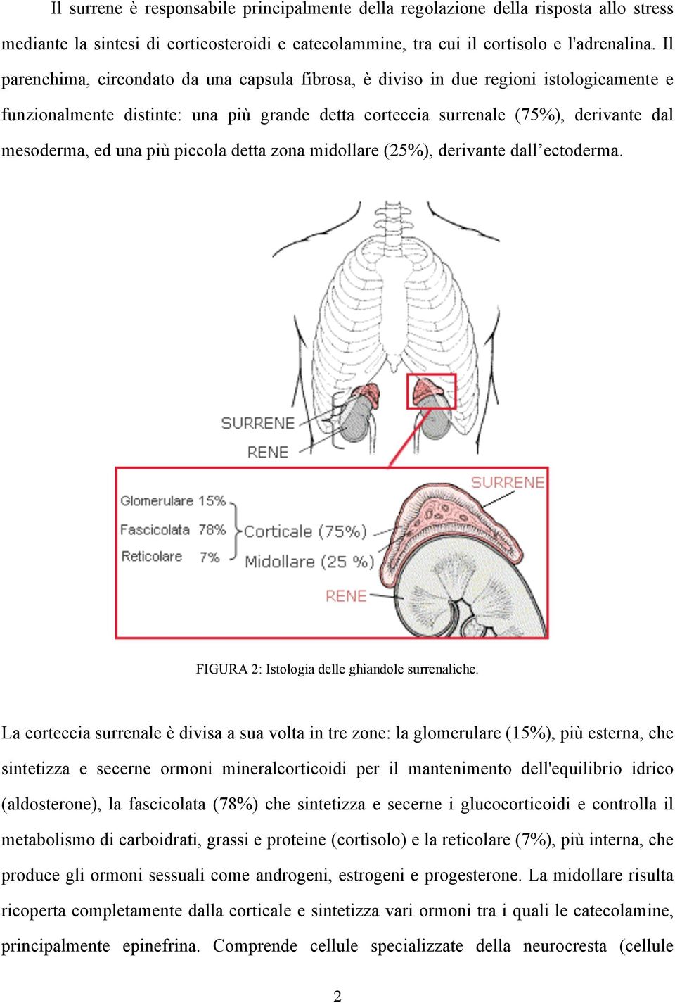 più piccola detta zona midollare (25%), derivante dall ectoderma. FIGURA 2: Istologia delle ghiandole surrenaliche.