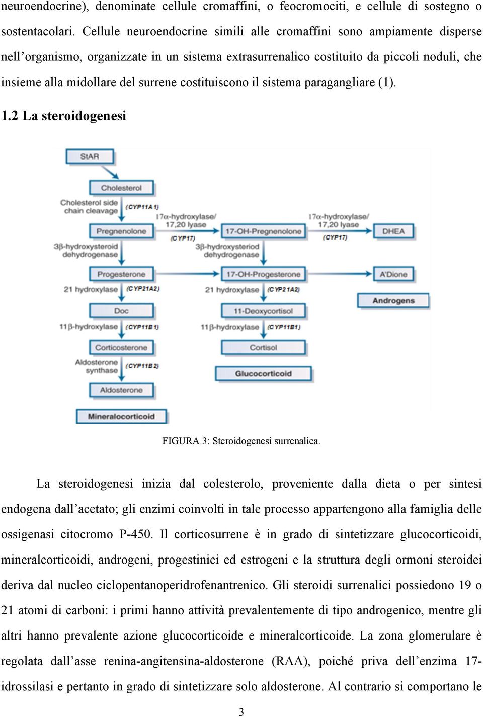 costituiscono il sistema paragangliare (1). 1.2 La steroidogenesi FIGURA 3: Steroidogenesi surrenalica.