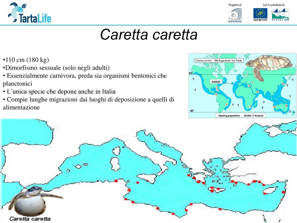 che planctonici L unica specie che depone anche in Italia Compie