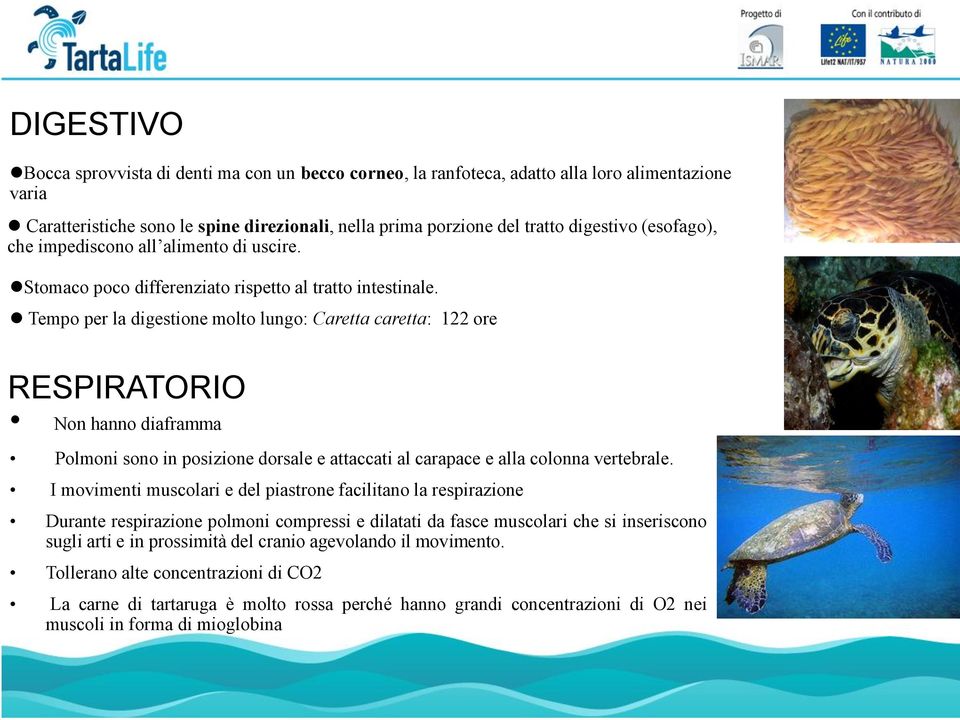 Tempo per la digestione molto lungo: Caretta caretta: 122 ore RESPIRATORIO Non hanno diaframma Polmoni sono in posizione dorsale e attaccati al carapace e alla colonna vertebrale.