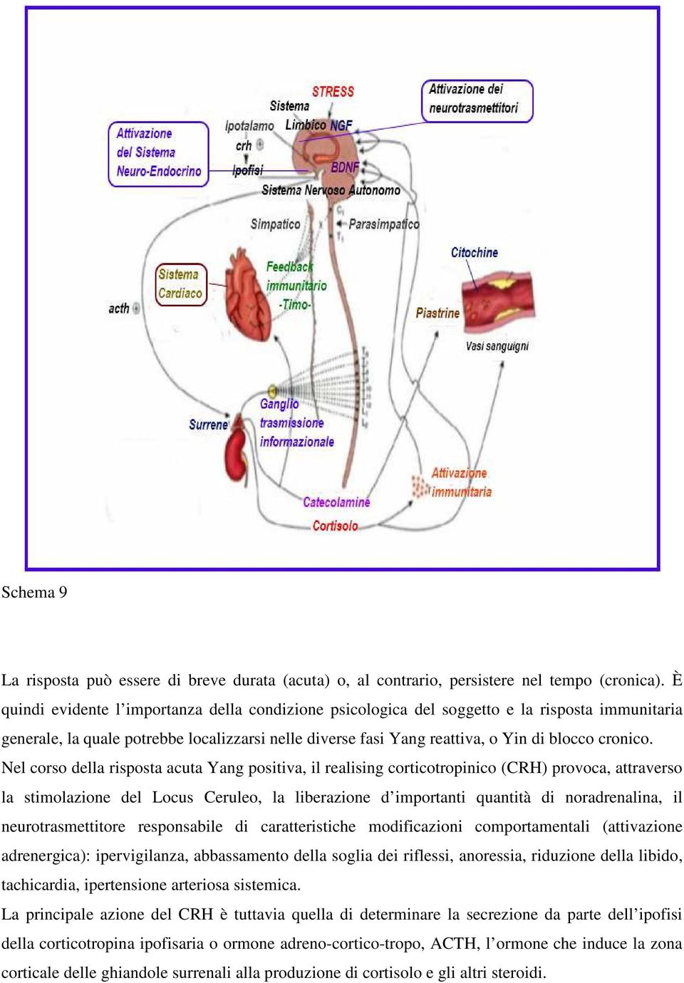 Nel corso della risposta acuta Yang positiva, il realising corticotropinico (CRH) provoca, attraverso la stimolazione del Locus Ceruleo, la liberazione d importanti quantità di noradrenalina, il