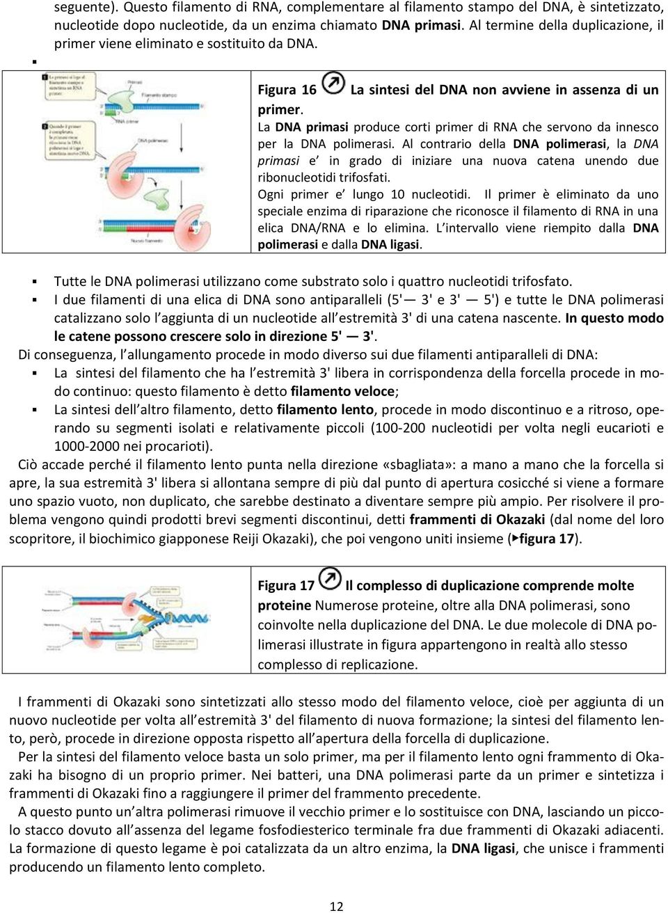 La DNA primasi produce corti primer di RNA che servono da innesco per la DNA polimerasi.