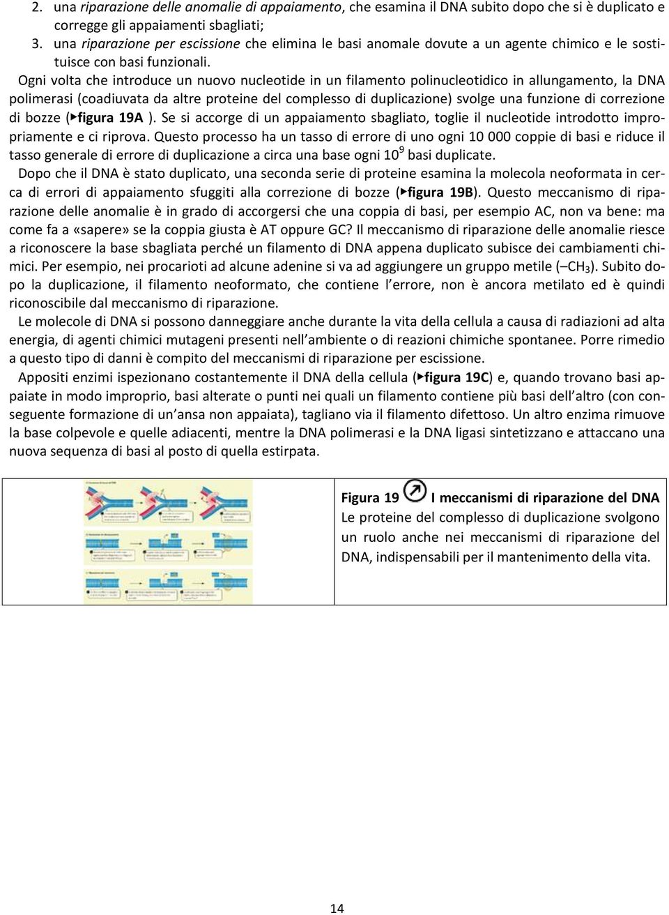 Ogni volta che introduce un nuovo nucleotide in un filamento polinucleotidico in allungamento, la DNA polimerasi (coadiuvata da altre proteine del complesso di duplicazione) svolge una funzione di