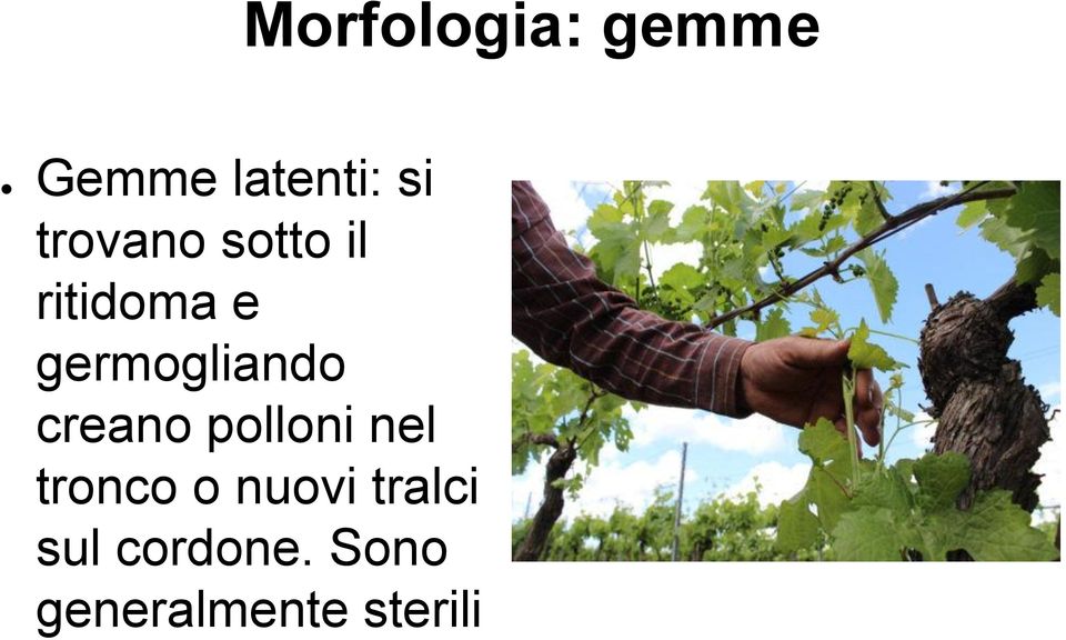 germogliando creano polloni nel tronco