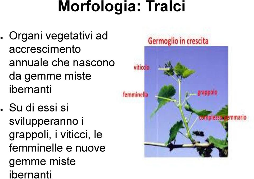 ibernanti Su di essi si svilupperanno i