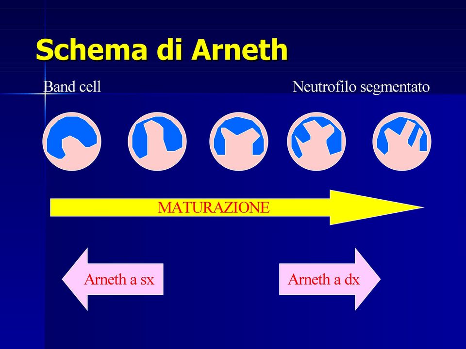 segmentato