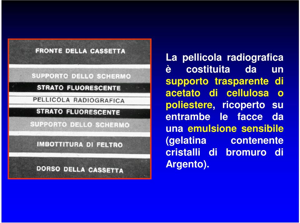 ricoperto su entrambe le facce da una emulsione