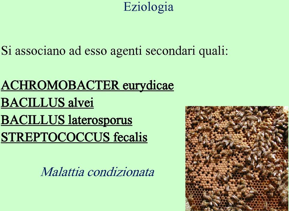 eurydicae BACILLUS alvei BACILLUS