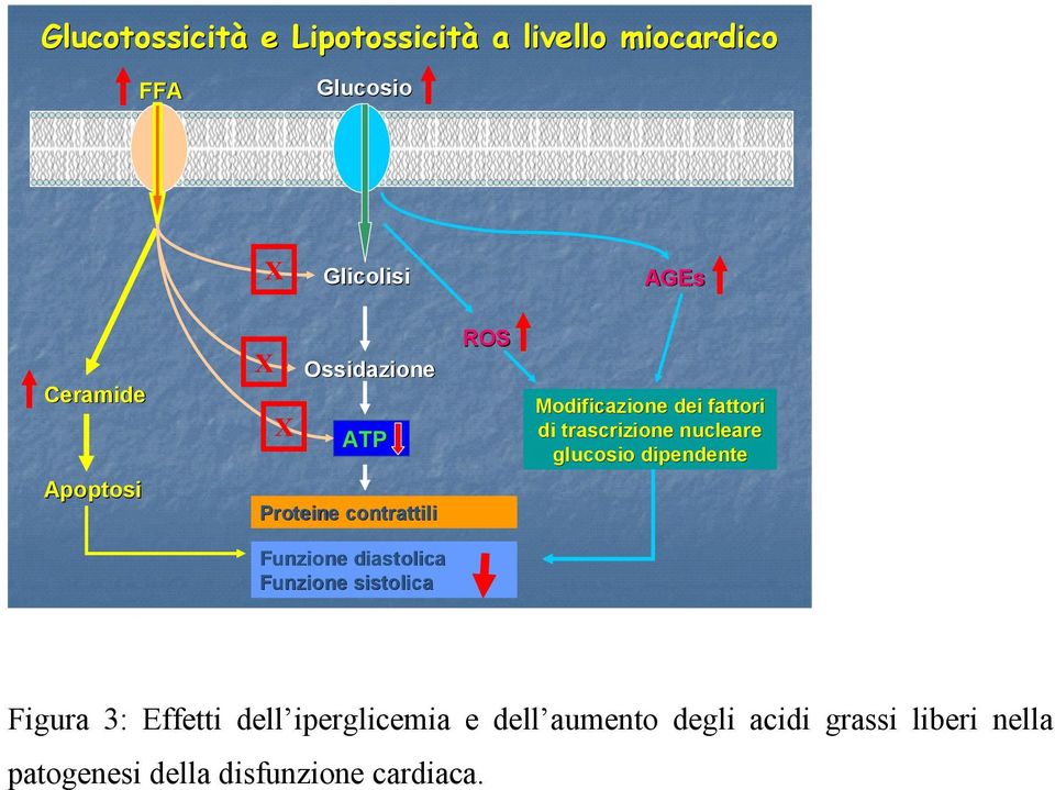 Apoptosi Proteine contrattili Funzione diastolica Funzione sistolica Figura 3: Effetti dell