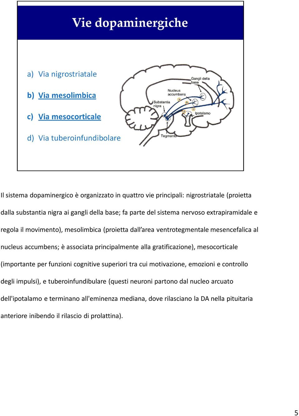 gratificazione), mesocorticale (importante per funzioni cognitive superiori tra cui motivazione, emozioni e controllo degli impulsi), e tuberoinfundibulare (questi